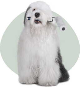 Dulux dog